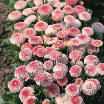 Bellis perennis Tasso Strawberries & Cream - Pratolina comune