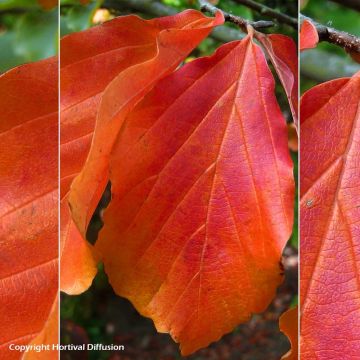 Parrotia persica Bella