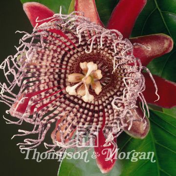 Passiflora alata (semi)