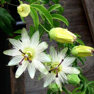 Passiflora caerulea Constance Elliot