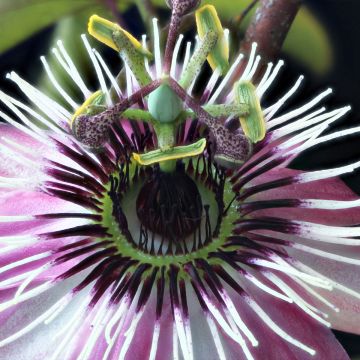 Passiflora Eden