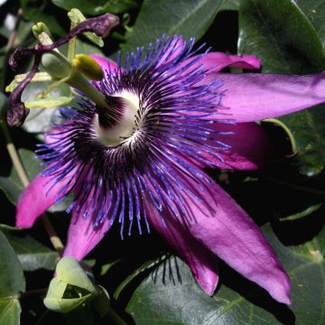 Passiflora Purple Passion