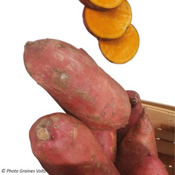 Patata dolce Orleans Bio