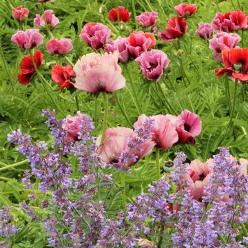 Papaver orientale Haremstraum