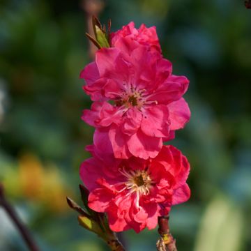 Prunus persica Taoflora Red - Pesco da fiore