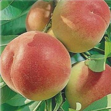 Pesco di vigna gialla Bio