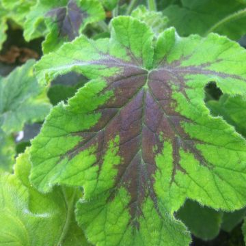 Pelargonium Chocolate - Geranio odoroso