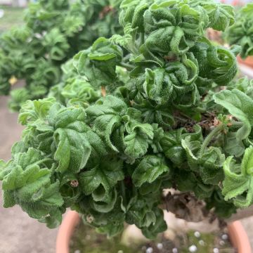 Pelargonium graveolens Bontrosaï - Pelargonio odoroso