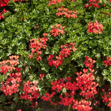 Geranio edera Royal Single Orange