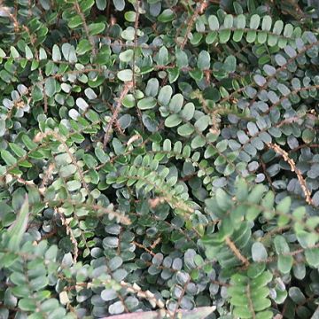 Pellaea rotundifolia - Felce Bottone