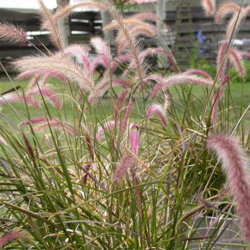 Pennisetum setaceum - Penniseto allungato