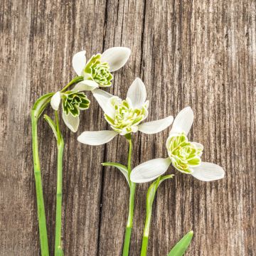 Galanthus Hippolyta - Bucaneve Galanthus Hippolyta - Bucaneve