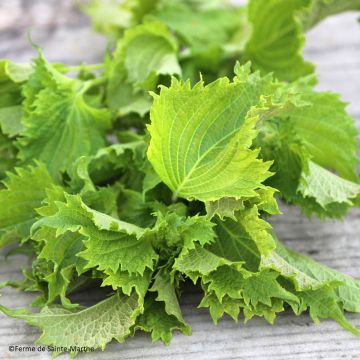 Basilico della Cina Vert ou Shiso