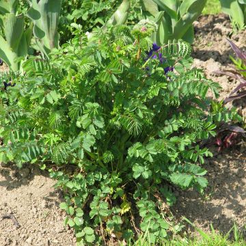 Sanguisorba minor BIO - Pimpinella