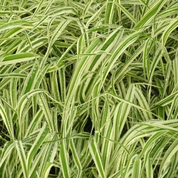 Phalaris arundinacea Picta - Saggina spagnola