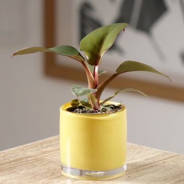 Filodendro - Philodendron Black Cardinal