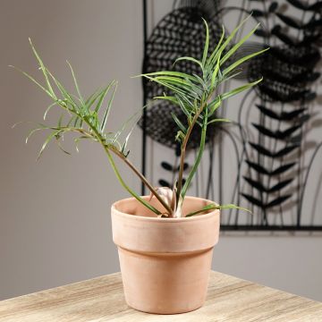 Filodendro - Philodendron tortum