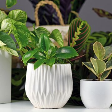 Filodendro - Philodendron Green Princess