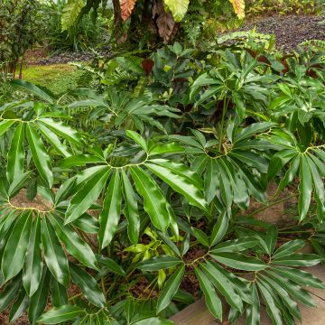 Filodendro - Philodendron goeldii