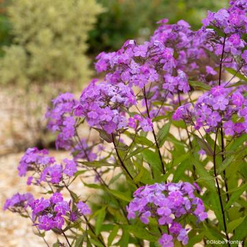 Phlox Queen Paola