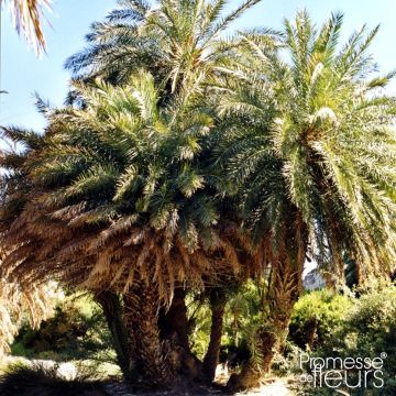 Phoenix theophrasti - Palma da dattero di Creta