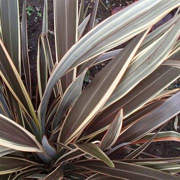 Phormium Alison Blackman - Lino della Nuova Zelanda