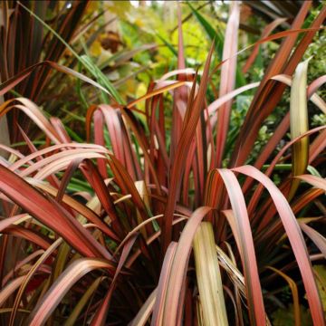 Phormium Pink Panther - Lino della Nuova Zelanda