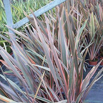 Phormium Rainbow Queen - Lino della Nuova Zelanda