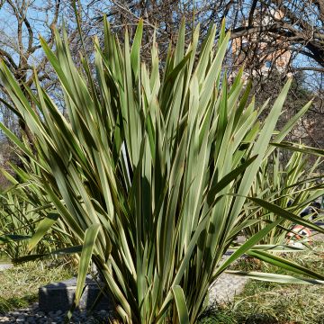 Phormium tenax (semi) - Lino della Nuova Zelanda