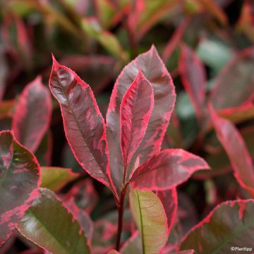 Photinia fraseri Louise Photinia fraseri Louise