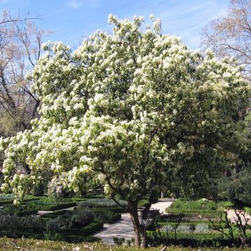 Photinia serratifolia - Fotinia