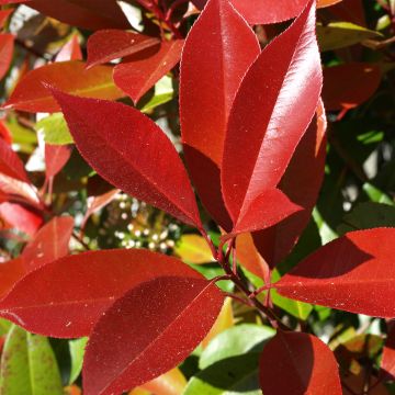 Fotinia Dynamo Red