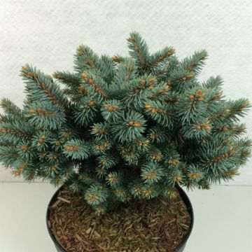 Picea pungens Blaukissen