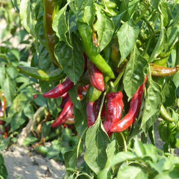 Peperoncino Anaheim