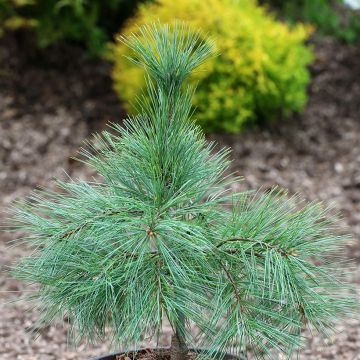 Pinus strobus Niagara Falls - Pino strobo