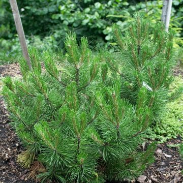 Pinus heldreichii Compact Gem