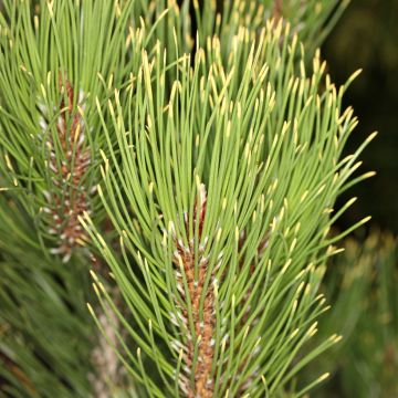 Pinus heldreichii Aureospicata