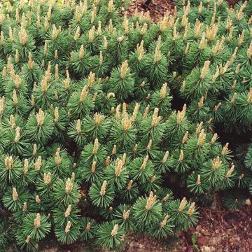 Pinus mugo Humpy