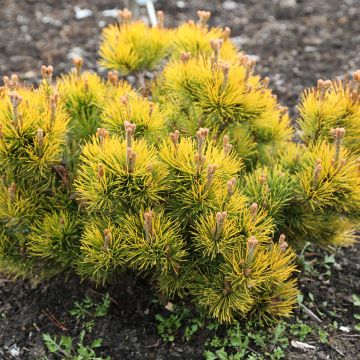 Pinus Mugo Nana Balcanica Aurea