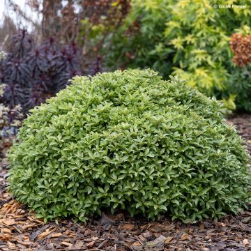 Pittosporum Orbitea