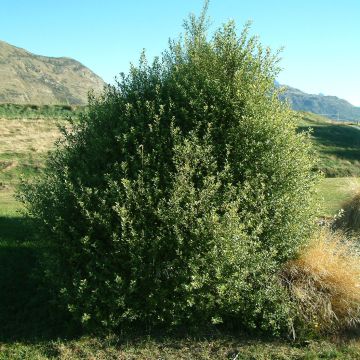 Pittosporum tenuifolium - Pitosforo