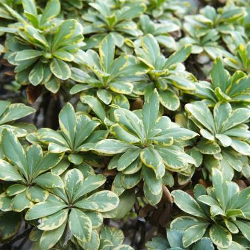 Pittosporum tobira var. nana Neige du Mont Ventoux
