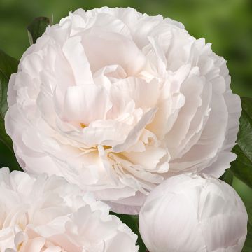 Peonia erbacea Carl G. Klehm