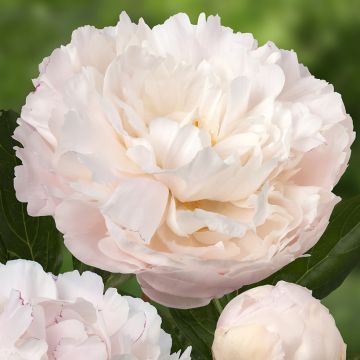 Peonia erbacea Dynasty