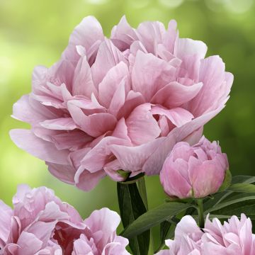Peonia erbacea Early flamingo