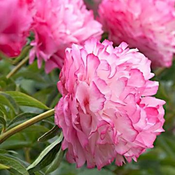 Peonia erbacea Joker