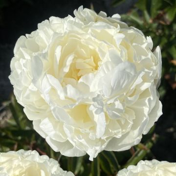 Peonia erbacea Mrs JV Edlund