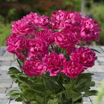 Peonia erbacea Patio Peony London