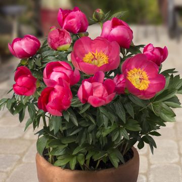 Peonia erbacea Patio Peony Oslo