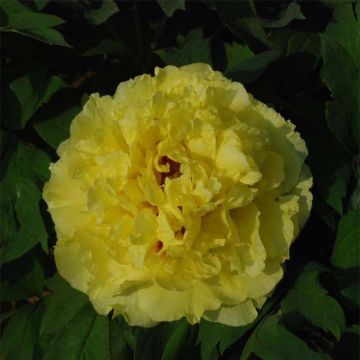 Paeonia lutea Alice Harding - Peonia a fiore giallo